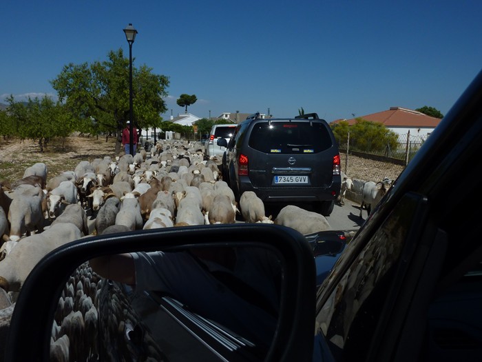 En Lucar. Almeria. Rebaño de Ovejas.