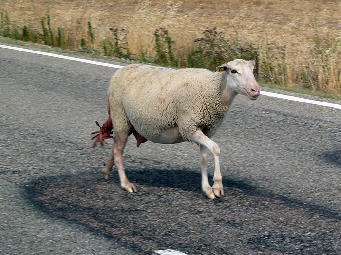 Oveja presuntamente embarazada sola en una carretera