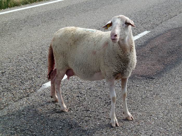 Oveja lastimera pidiendo amor por compasión