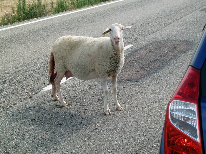 La oveja reclamaba ayuda. No necesitaba hablar.