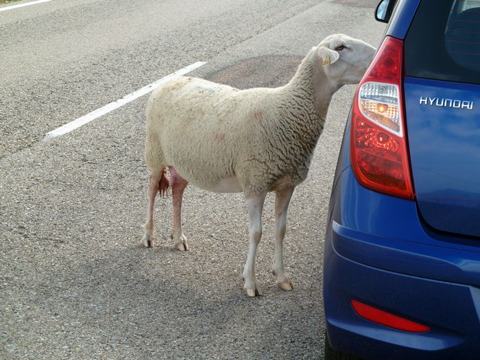Hyundai i10. La oveja quiere entrar.