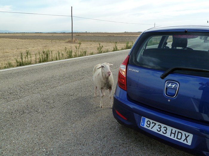 Oveja persistente. Hyundai i10