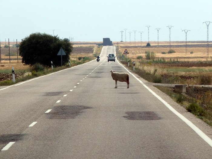 Oveja parada en mitad de la carretera. Mira hacia el fotógrafo.