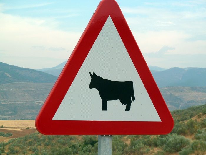 Una vaca en la señal, avisa de la presencia de animales sueltos