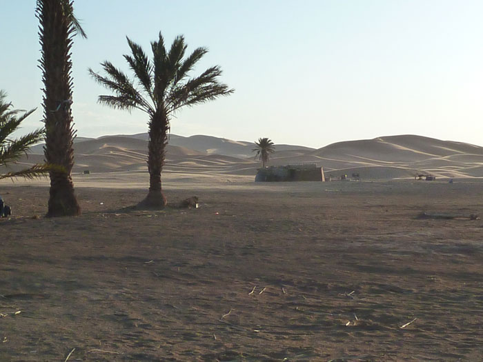 Marruecos. Desierto. Palmera