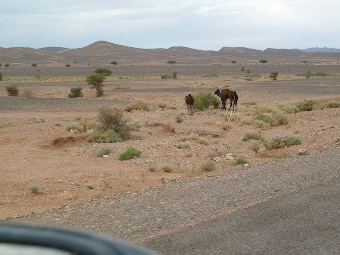 Son camellos o no lo son Son camellos o no lo son