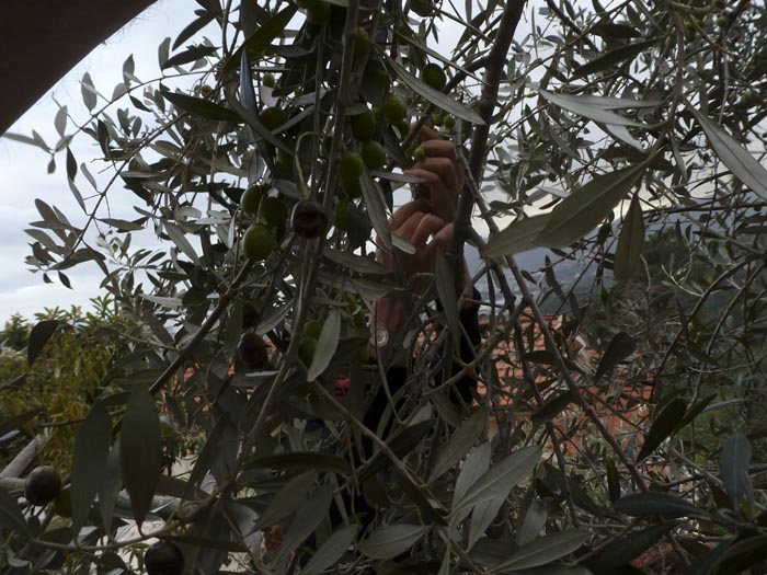 Recogida de aceitunas a mano