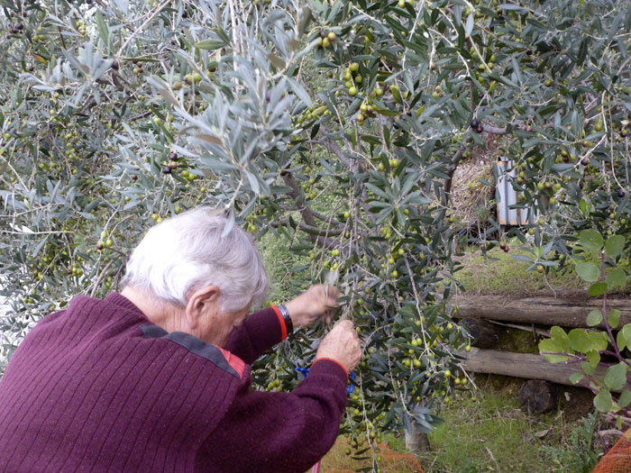 Enrico de Vita. Recogida de aceitunas