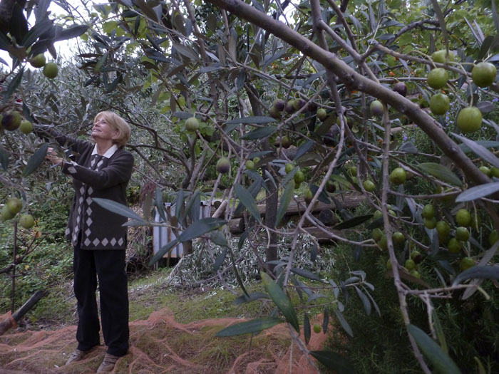 Recogida de aceitunas