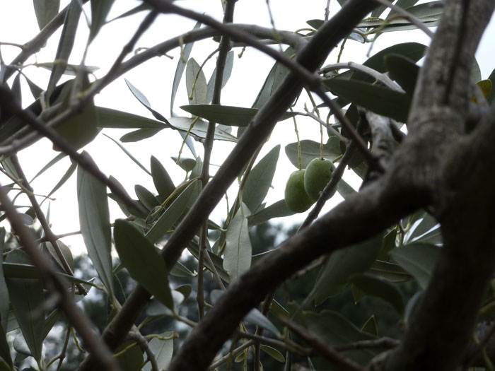 Aceitunas, aceituneros