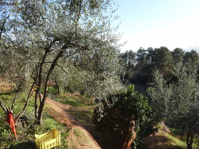 Paisaje olivar recogida