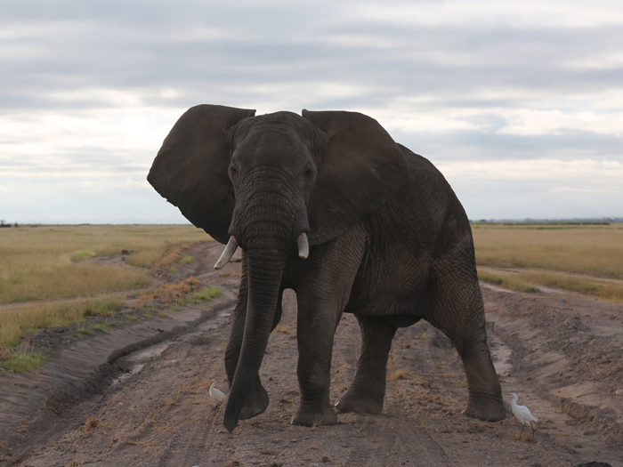 Otro clásico de un viaje por África Centro-Oriental: elefante “encampanado” en mitad de la carretera (que no es nada buena, por cierto); las dos pequeñas garcetas que le acompañan son equipo opcional.