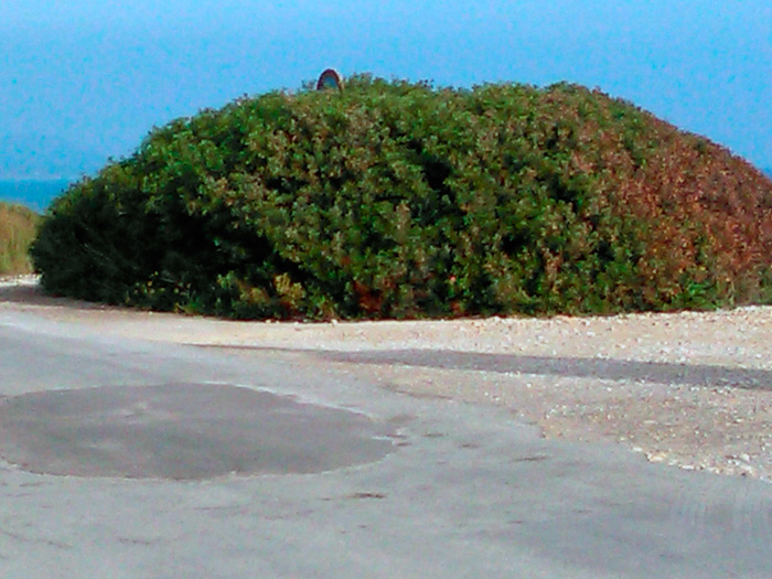 El perfectamente delimitado matorral parece gozar de mucha mejor salud que la conservación del firme de la carretera y su cuneta.