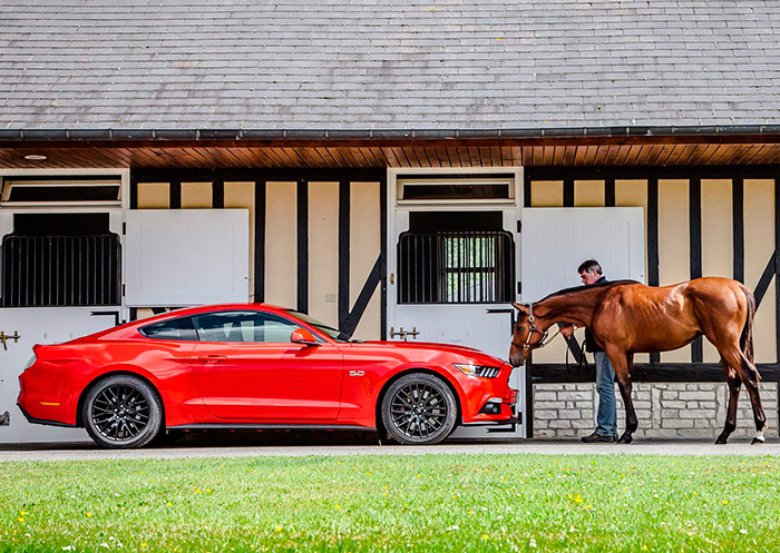 Dos caballos frente a frente: el bronco Mustang y el refinado purasangre europeo, que no las tiene todas consigo y olisquea con mucha precaución a su primo del otro lado del Atlántico.