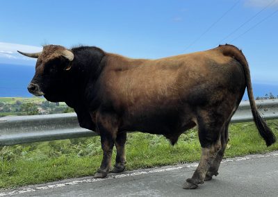 Carretera As-260. El Fitu