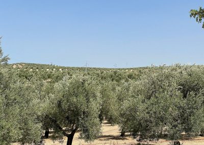 Destello plateado en campo de olivos