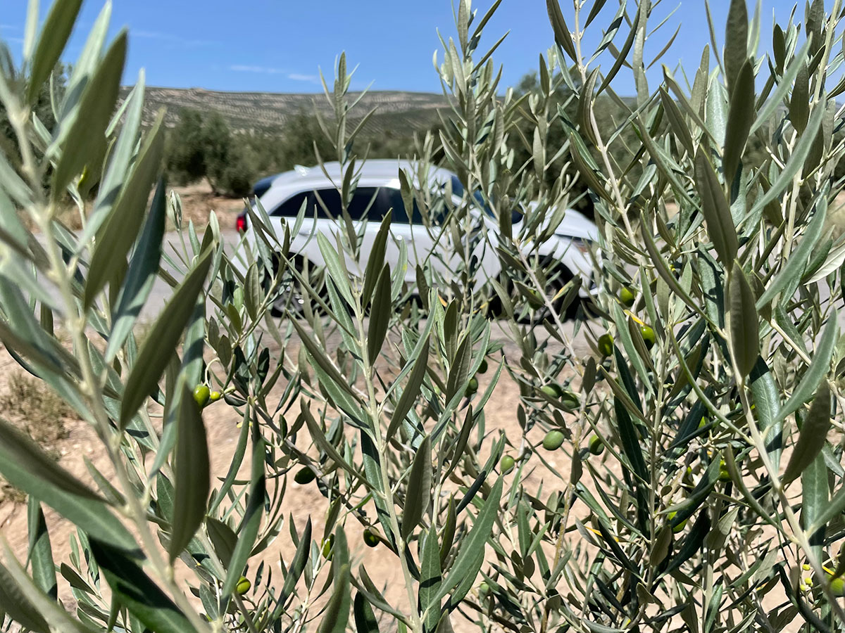 Jaén. Campos de olivos. Aceitunas en primer término. Kia e-Niro.